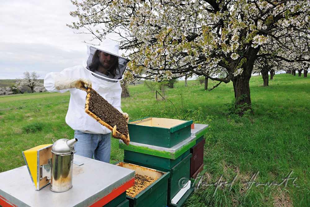beekeeper blooming cherry trees