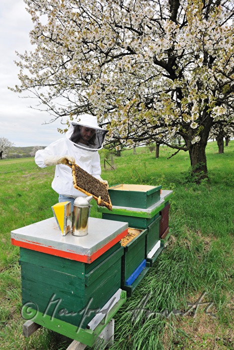 beekeeper blooming cherry trees