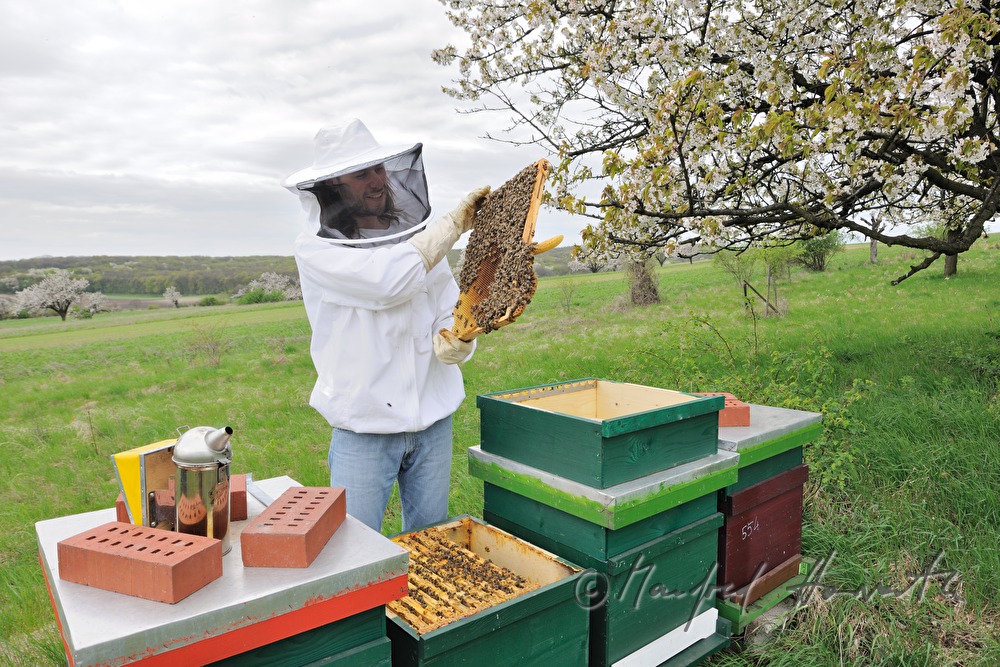 beekeeper blooming cherry trees