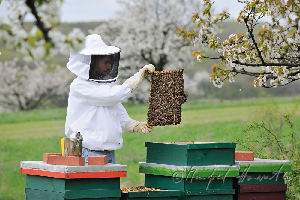 beekeeper blooming cherry trees