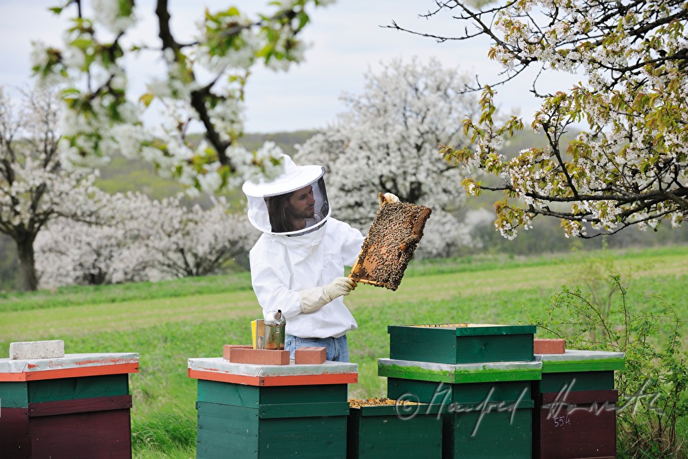beekeeper blooming cherry trees