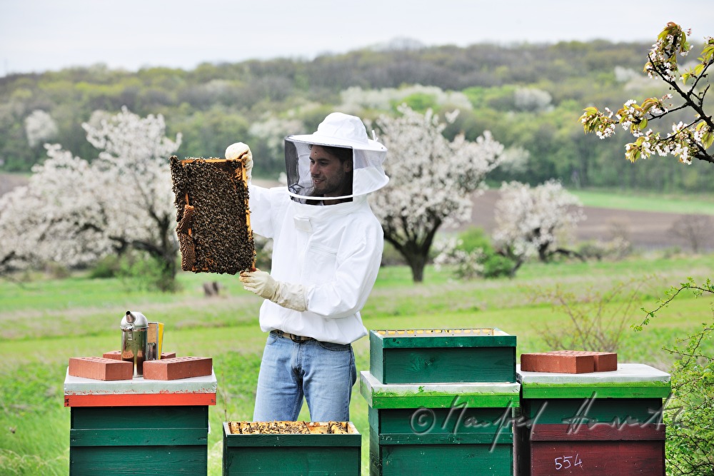 beekeeper blooming cherry trees