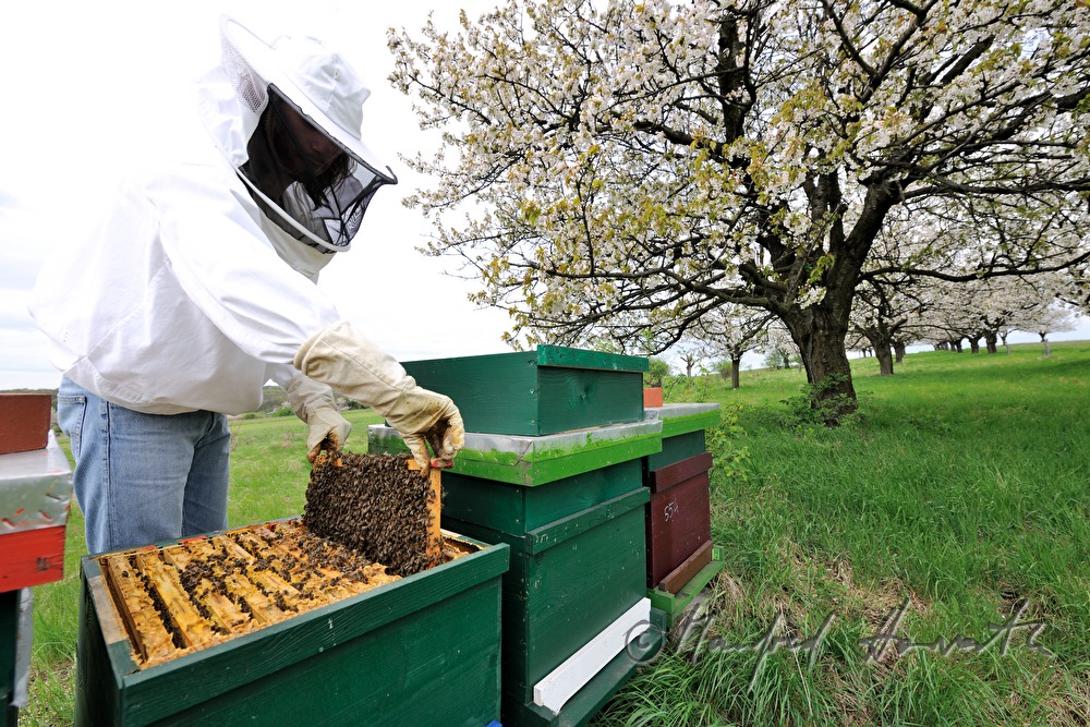 beekeeper blooming cherry trees