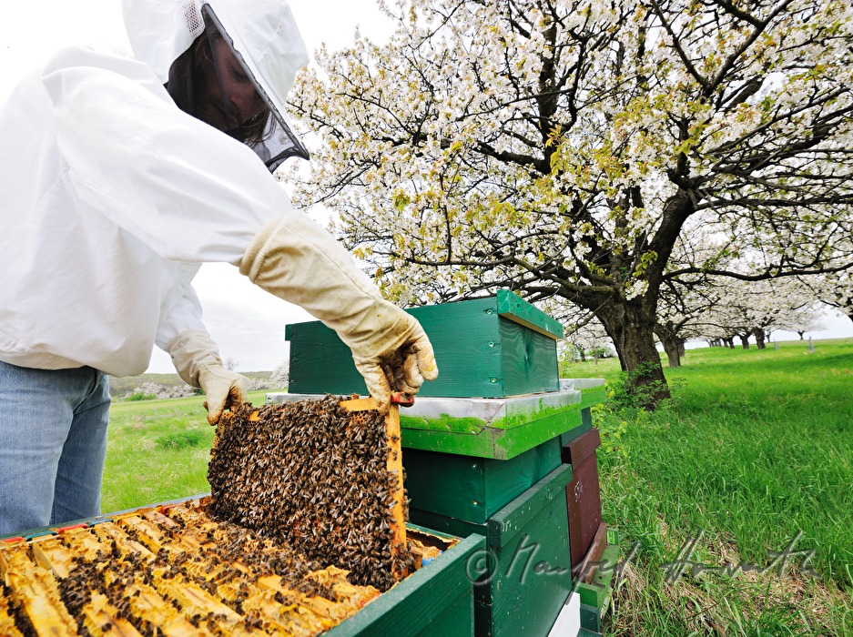 beekeeper blooming cherry trees