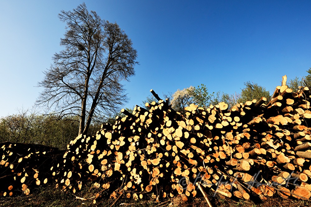 woodpile in the forest