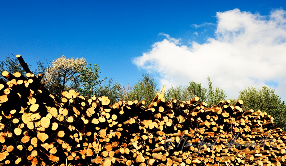 woodpile in the forest