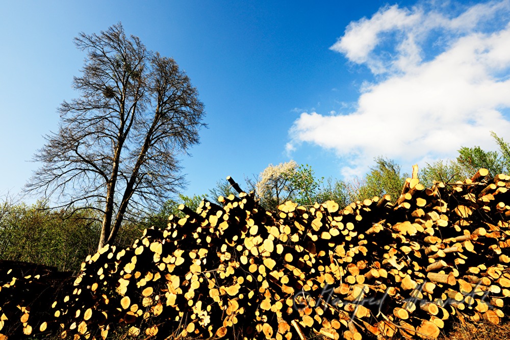 woodpile in the forest
