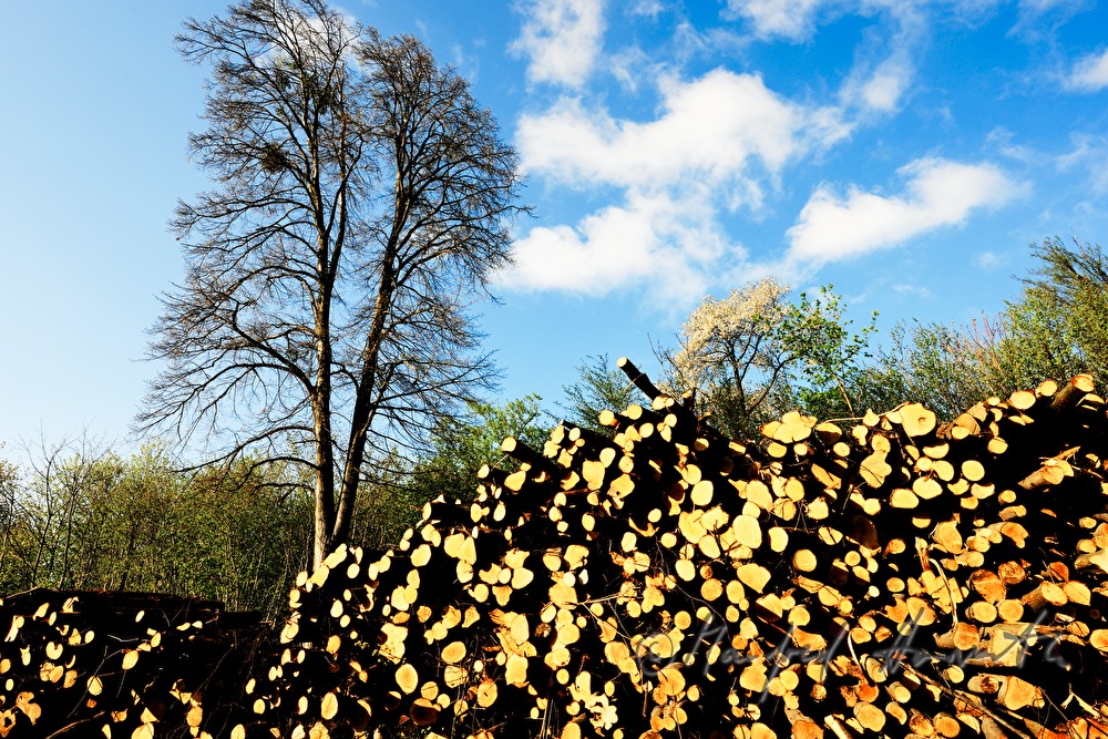 woodpile in the forest