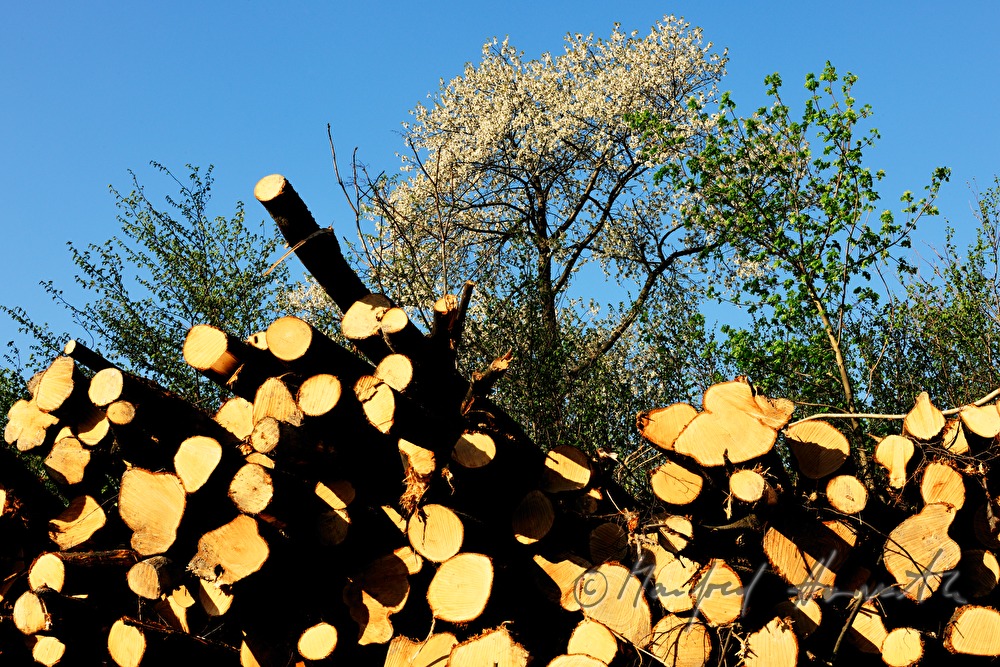 woodpile in the forest