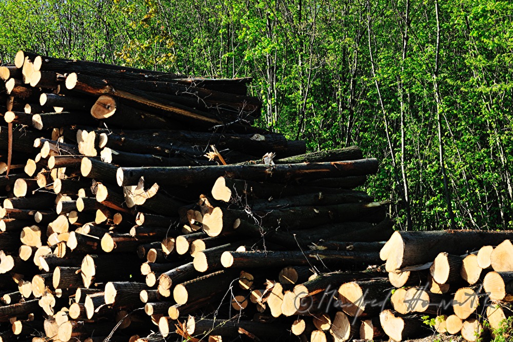 woodpile in the forest
