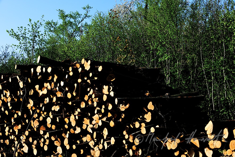 woodpile in the forest