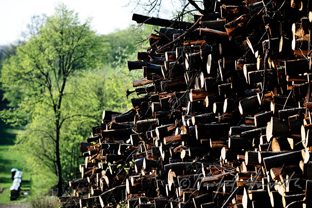 woodpile in the forest