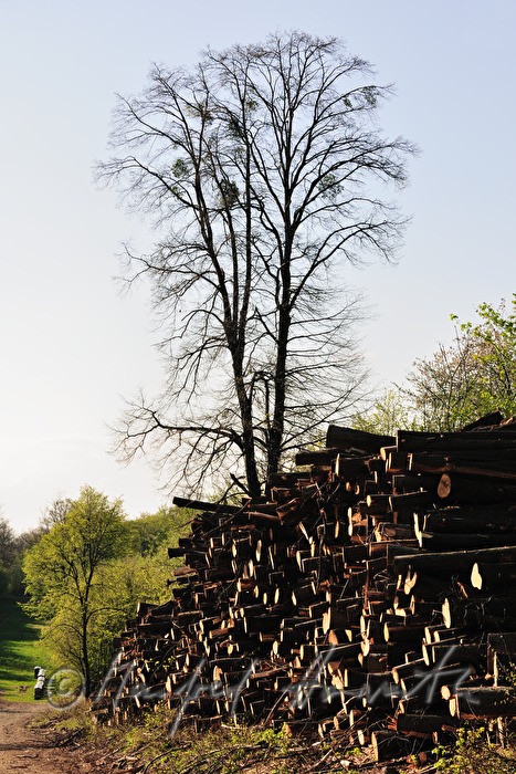 woodpile in the forest