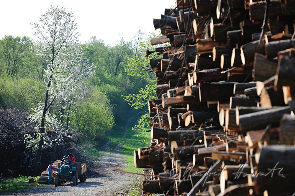 woodpile with choppedtimber in the forest