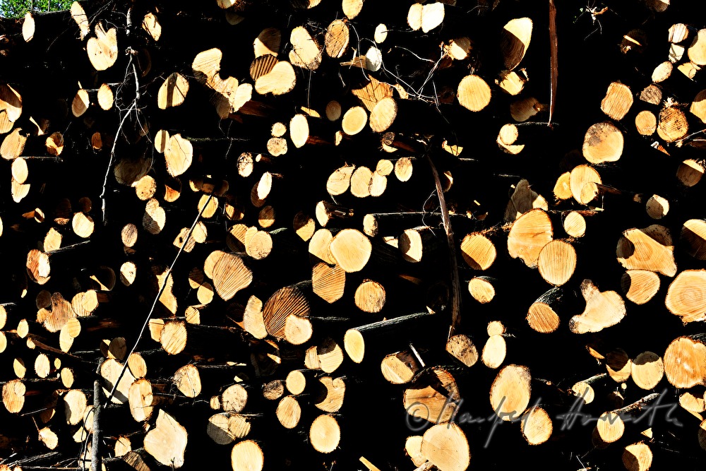 woodpile with choppedtimber in the forest