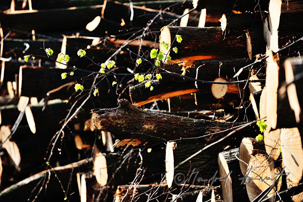 woodpile with choppedtimber in the forest