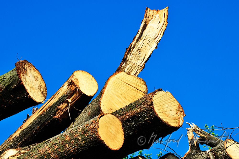 woodpile with choppedtimber in the forest