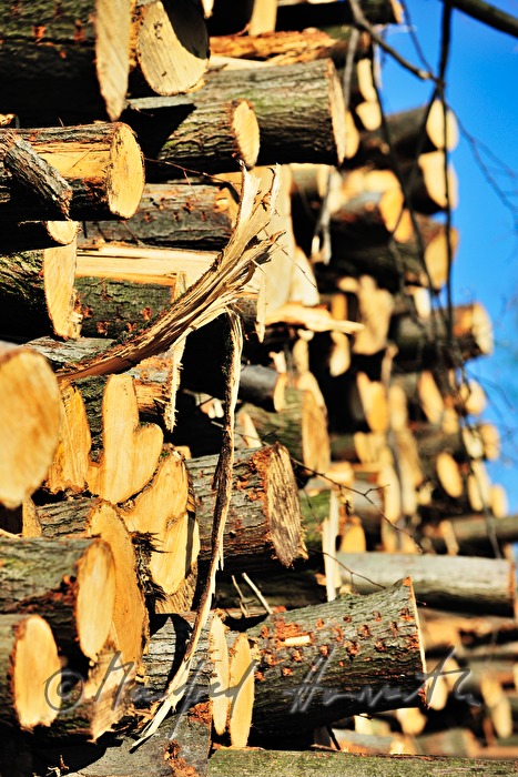 woodpile with choppedtimber in the forest
