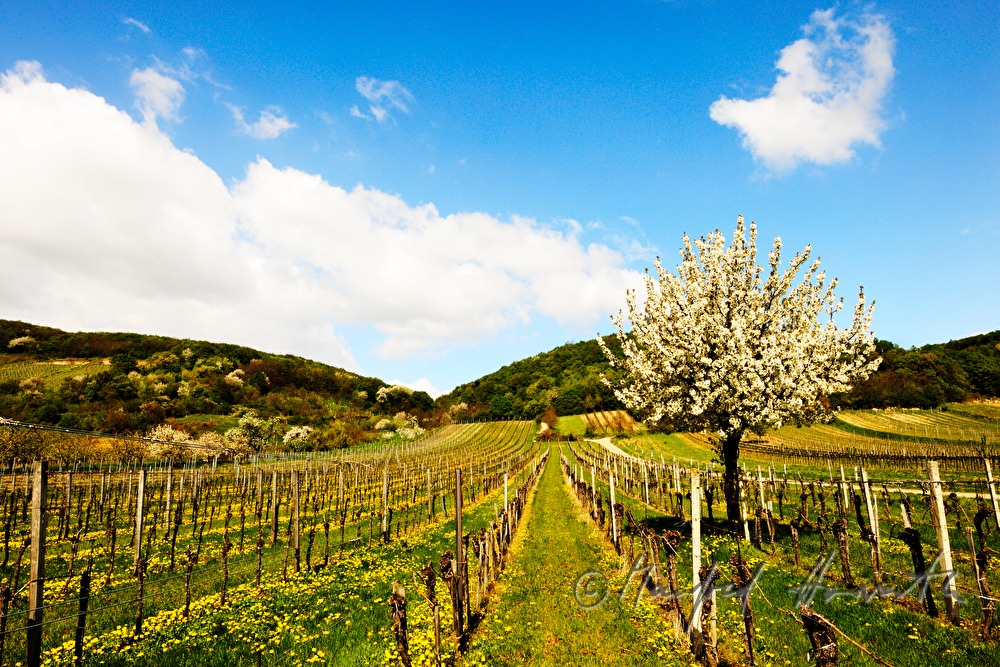 blooming cherry tree in the vineyard
