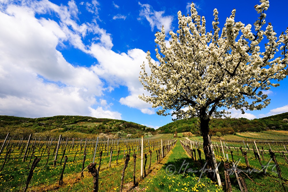 blooming cherry tree in the vineyard
