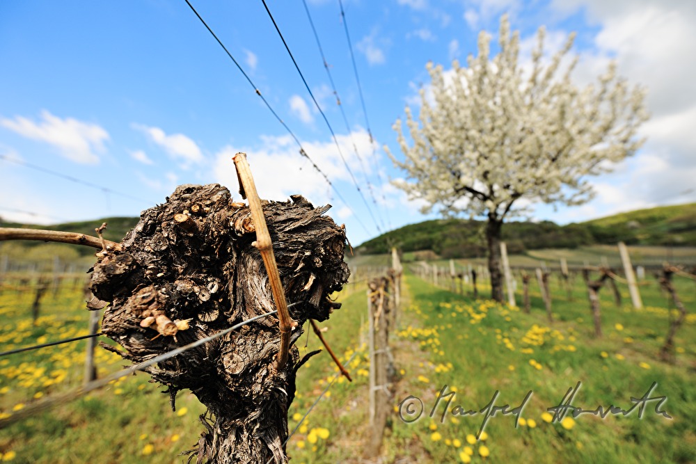 blooming cherry tree in the vineyard