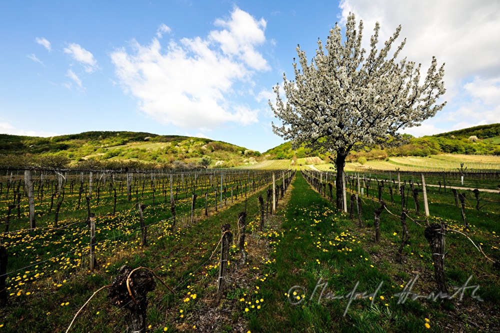 blooming cherry tree in the vineyard