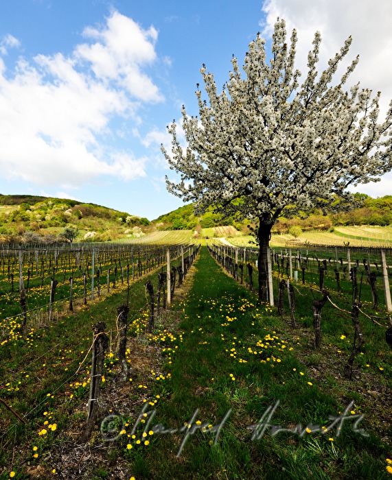 blooming cherry tree in the vineyard