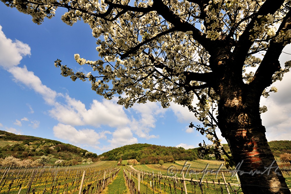 blooming cherry tree in the vineyard