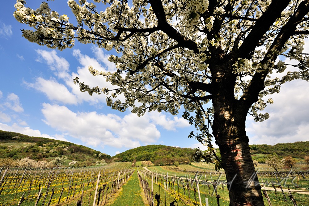 blooming cherry tree in the vineyard