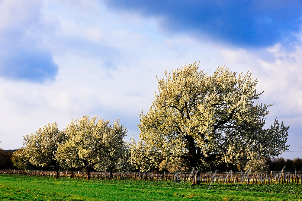 blooming cherry tree in the vineyard