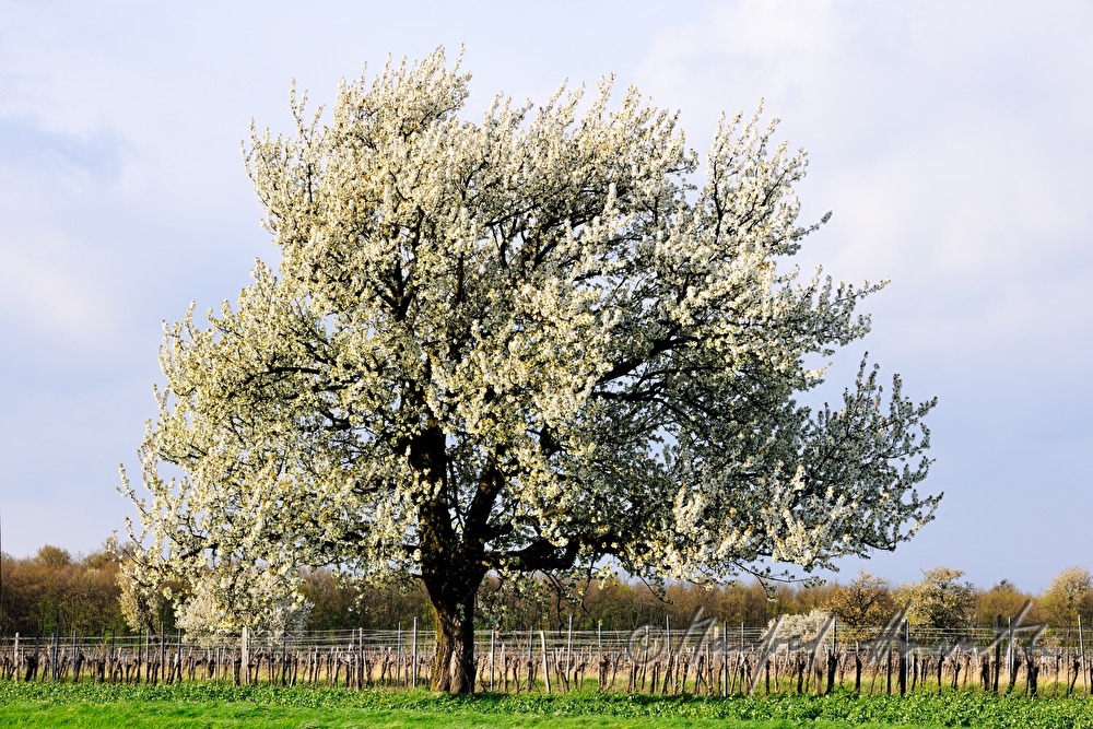 blooming cherry tree in the vineyard