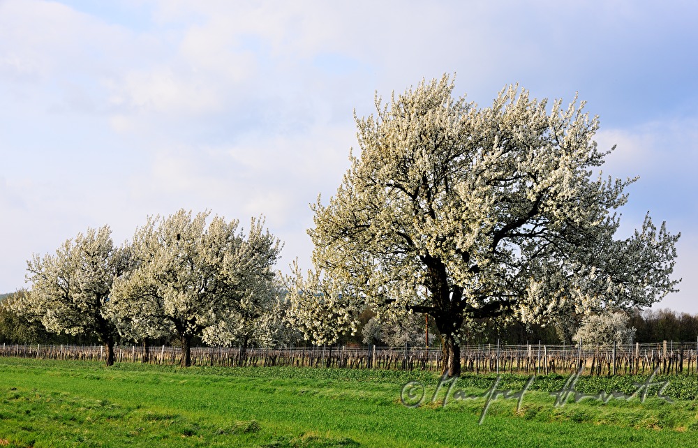 blooming cherry tree in the vineyard