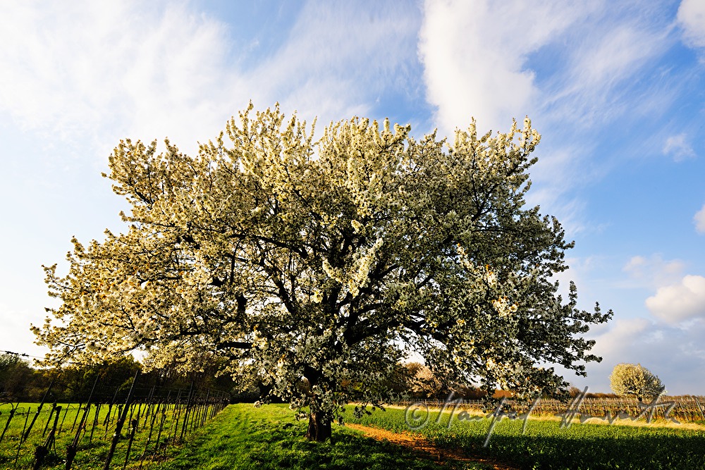 blooming cherry tree in the vineyard