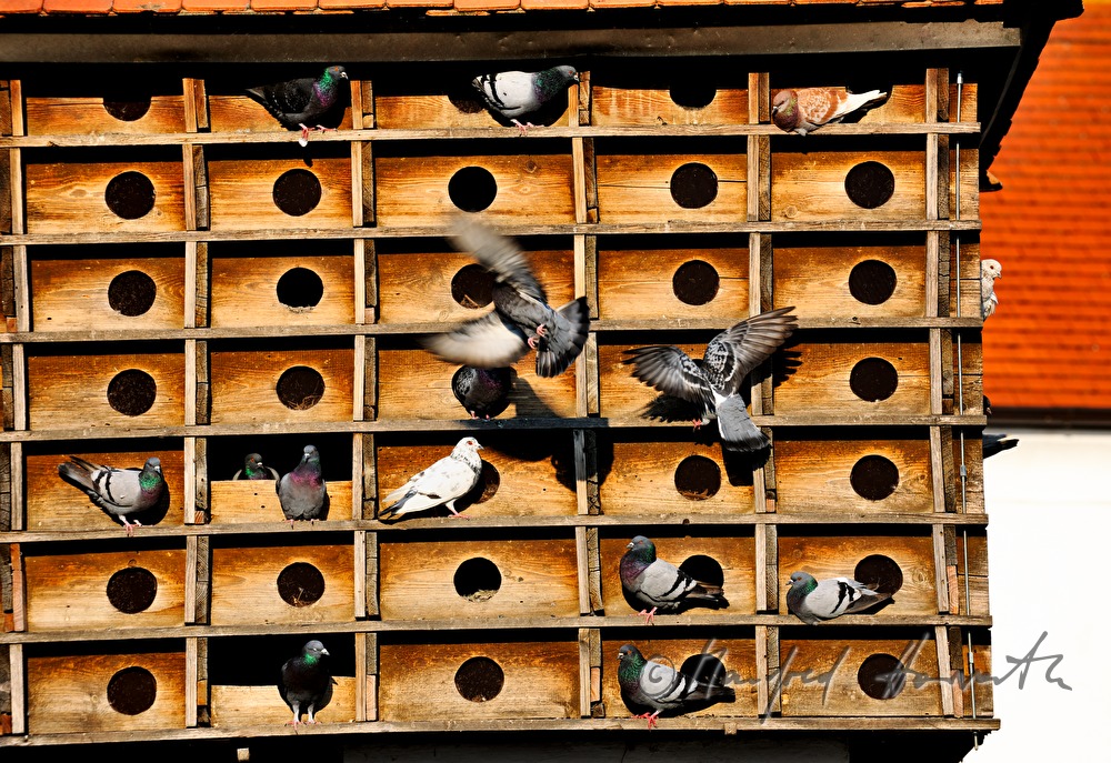 dovecote with doves in the inner courtyard
