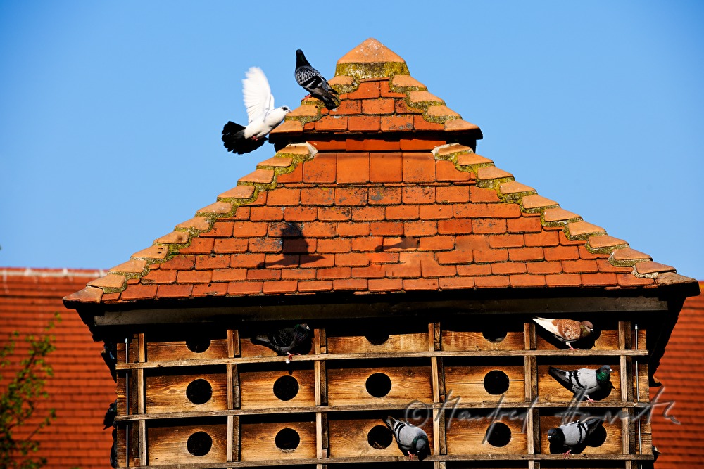 dovecote with doves in the inner courtyard