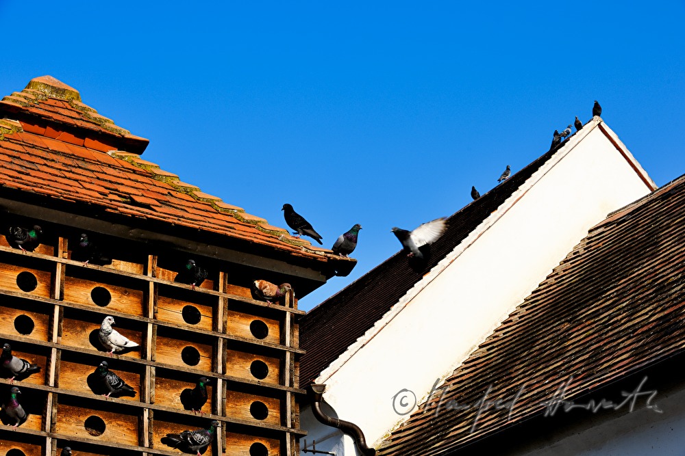 dovecote with doves in the inner courtyard