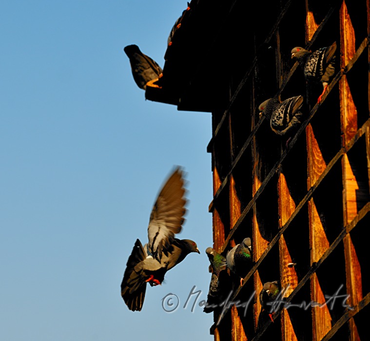 dovecote with doves in the inner courtyard