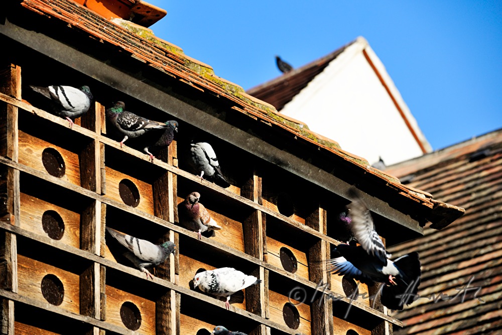 dovecote with doves in the inner courtyard