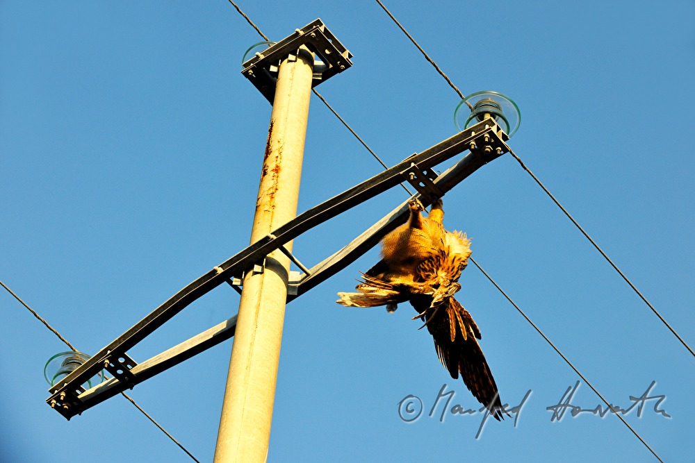 dead bird on the power pole