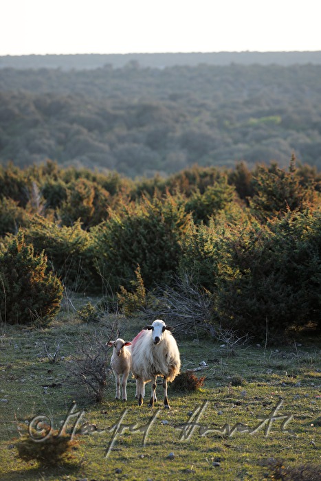 sheep on the meadow