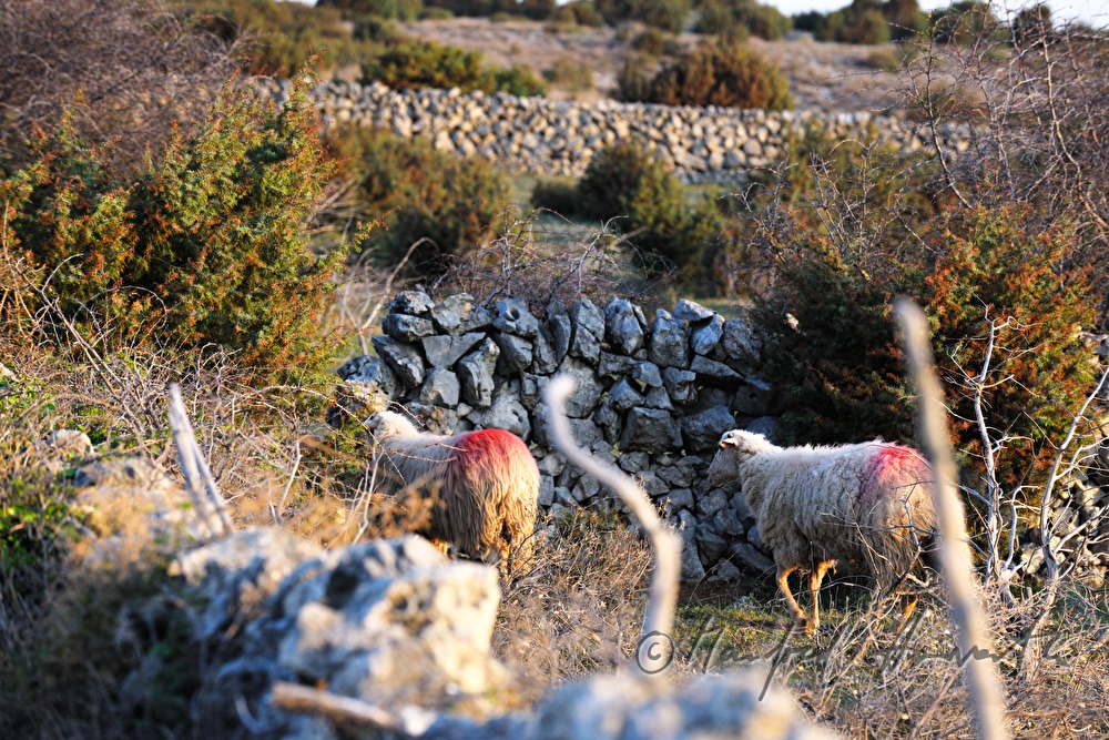 sheep on the meadow