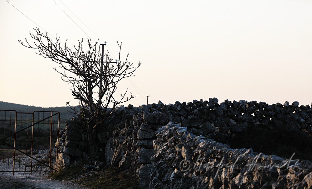 stone wall around a meadow