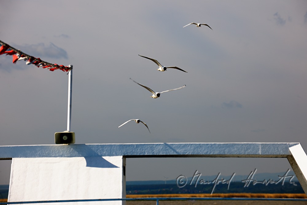 bike ferry from Moerbisch to Podersdorf