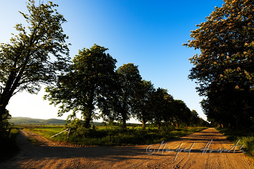 blooming chestnut trees at the Eisnstädter Tor
