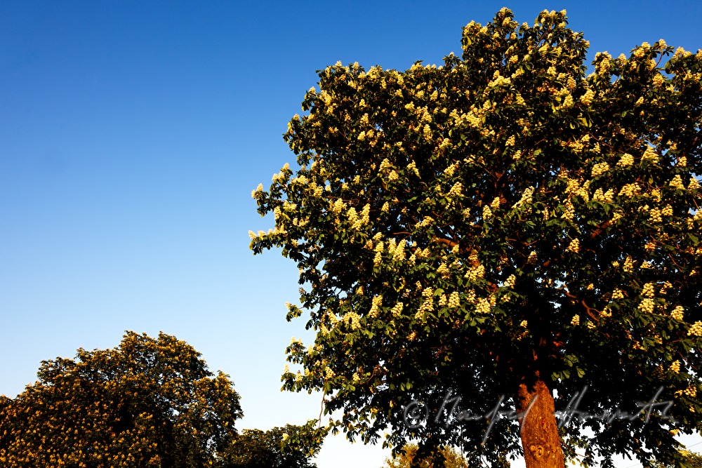 blooming chestnut trees at the Eisnstädter Tor