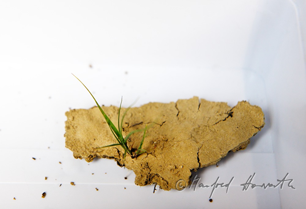 plant grows from a thin layer of clay