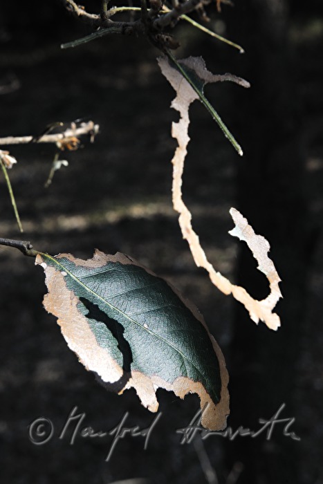 complete defoliation of an oak tree by the Oak Processionary (moth)