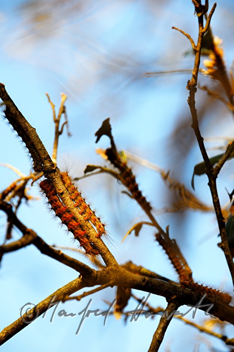 complete defoliation of an oak tree by the Oak Processionary (moth)