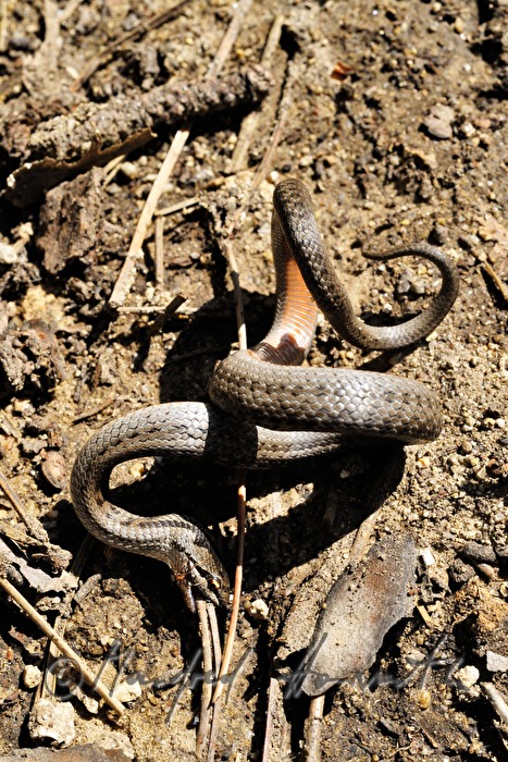 European grass snake bites into a small branch
