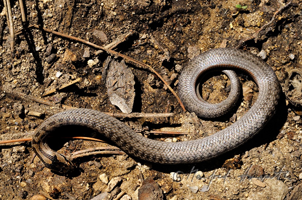 European grass snake bites into a small branch